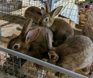 High Quality Breeding Stock