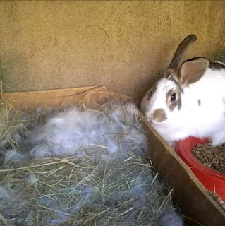 High Quality Breeding Stock