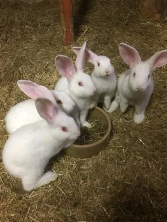 Rabbit kits for sale