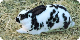 Newzealand rabbits available for sale