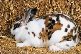 Newzealand rabbits available for sale