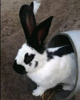 Beautiful bunnies available for sale