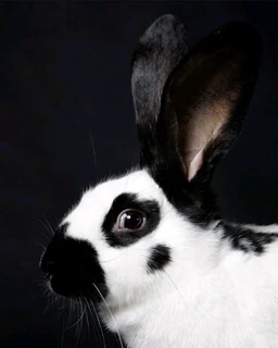 Beautiful bunnies available for sale