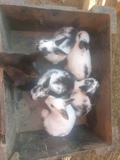 Beautiful rabbit kits for sale