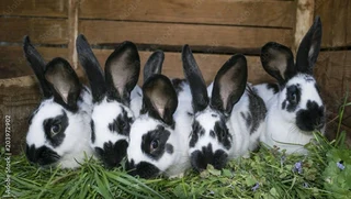 Beautiful rabbit kits for sale