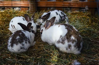Beautiful rabbit kits for sale