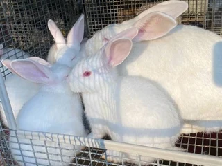Pure Newzealand White Rabbits For Sale