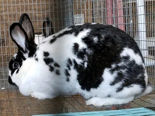 BROKEN NEWZEALANDS FOR SALE