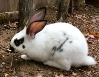 Beautiful rabbit bunnies for sale