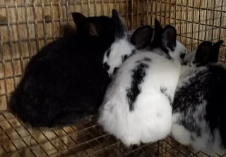 Beautiful rabbits available for sale