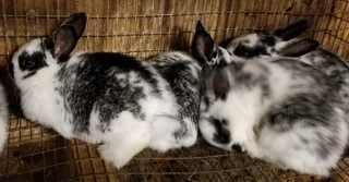 Beautiful rabbits available for sale