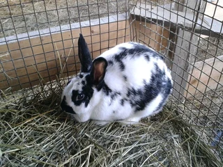 Beautiful rabbits available for sale
