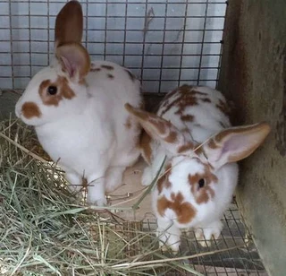 Beautiful rabbits available for sale
