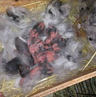 Rabbit kits available for sale