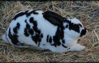 Rabbit kits available for sale