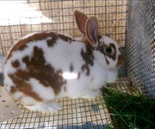 Rabbit kits available for sale