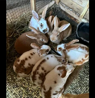 Rabbit kits available for sale