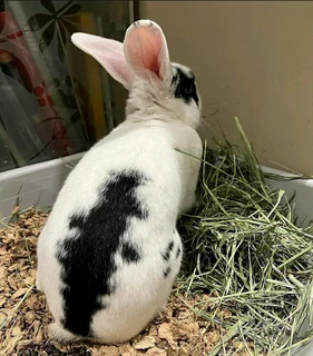 Rabbit kits available for sale