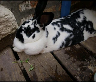 Rabbit kits available for sale