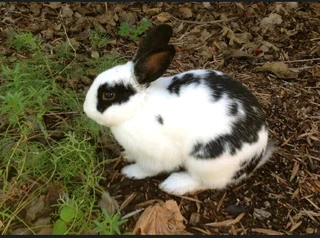 Rabbit kits available for sale