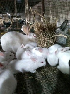 RABBITS AVAILABLE FOR SALR