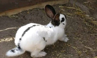 RABBITS AVAILABLE FOR SALR