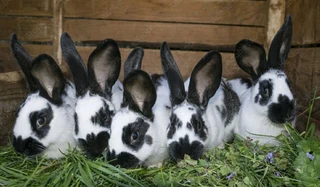 TOP QUALITY RABBIT BREEDS AVAILABLE FOR SALE