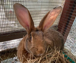 TOP QUALITY RABBIT BREEDS AVAILABLE FOR SALE