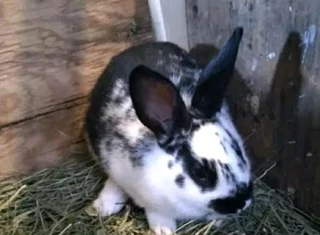 Beautiful Bunnies Available For Sale