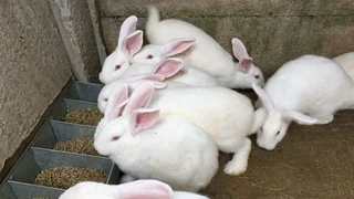 BUNNIES AVAILABLE FOR SALE