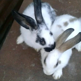 Bunnies Available For Sale