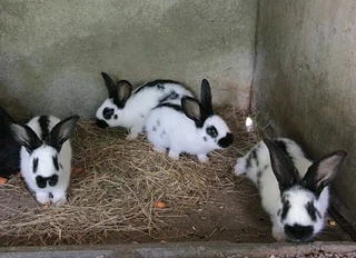 BUNNIES AVAILABLE FOR SALE