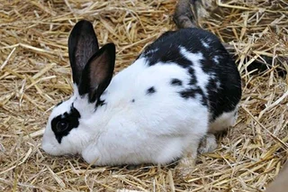 BUNNIES AVAILABLE FOR SALE