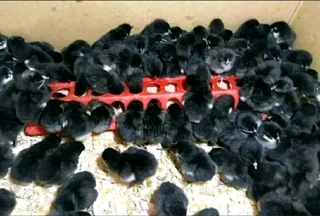 Black australorp and potch koekoek chicks available for sale