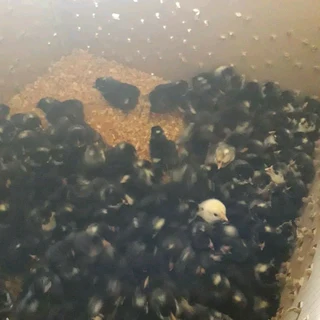 Chicks For Sale