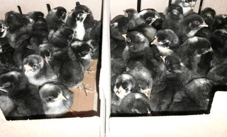 Potch Koekoe Chicks For Sale