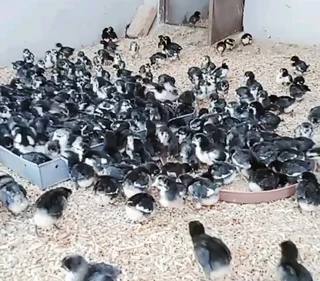 Black Australorp Chicks &amp; Fertile Eggs For Sale