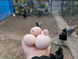 Black Australorp Chicks &amp; Fertile Eggs For Sale