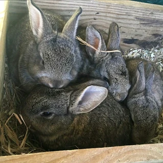 BEAUTIFUL BUNNIES AVAILABLE FOR SALE