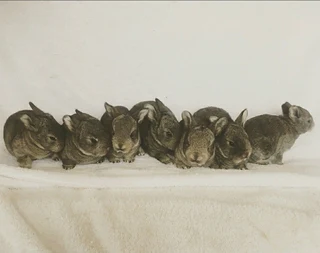 BEAUTIFUL BUNNIES AVAILABLE FOR SALE