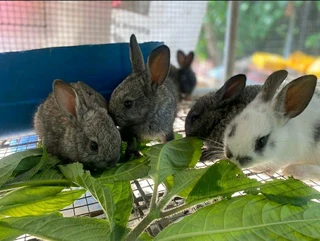 BEAUTIFUL BUNNIES AVAILABLE FOR SALE