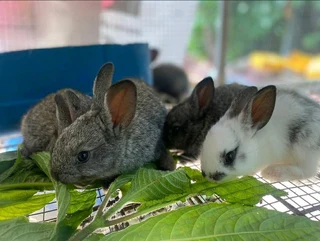 BEAUTIFUL BUNNIES AVAILABLE FOR SALE