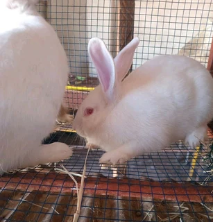 Newzealand Whites Available For Sale