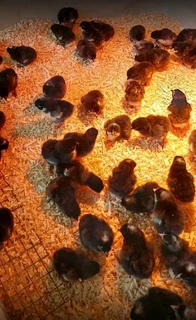 Black australorp fertile eggs and chicks for sale