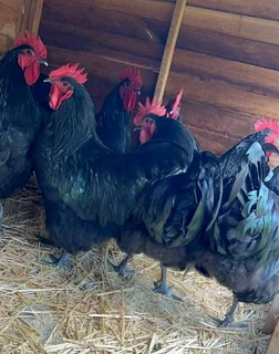 Black australorp fertile eggs and chicks for sale