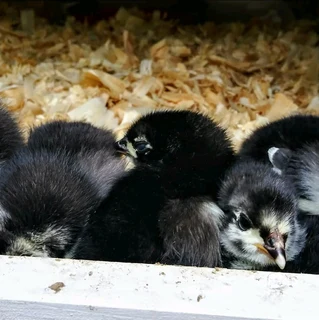 Black australorp fertile eggs and chicks for sale