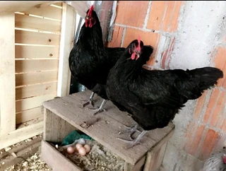 Black australorp fertile eggs and chicks for sale