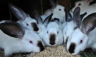 Beautiful bunnies available for sale