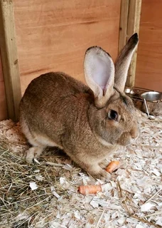 Beautiful bunnies for sale