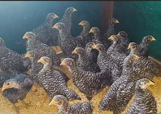 CHICKS &amp; FERTILE EGGS FOR SALE